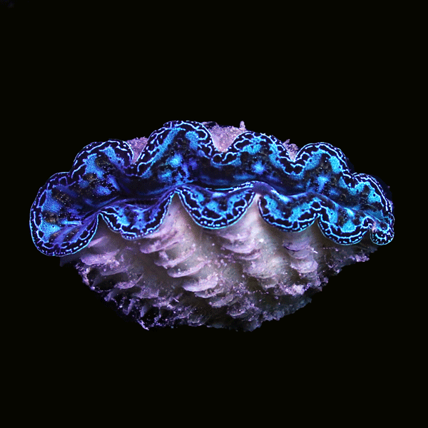 WYSIWYG cultured Crocea Clam 25