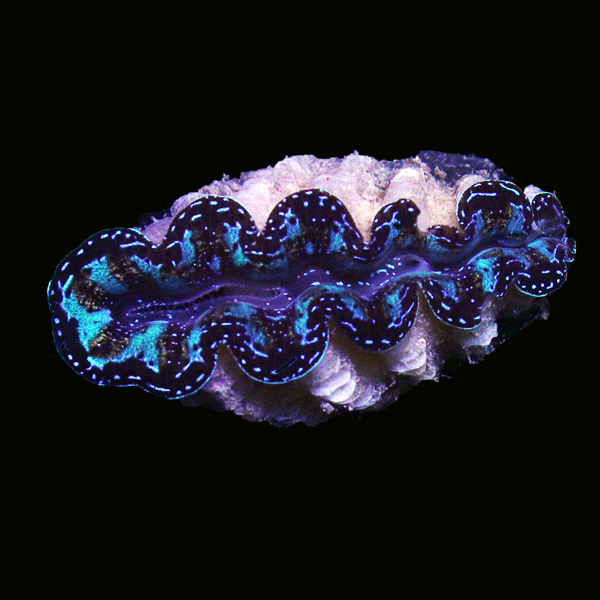 WYSIWYG cultured Crocea Clam 26