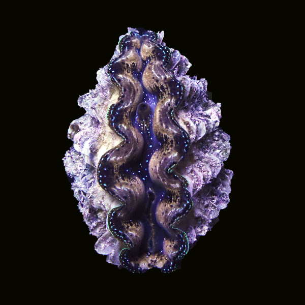 WYSIWYG cultured Crocea Clam 27