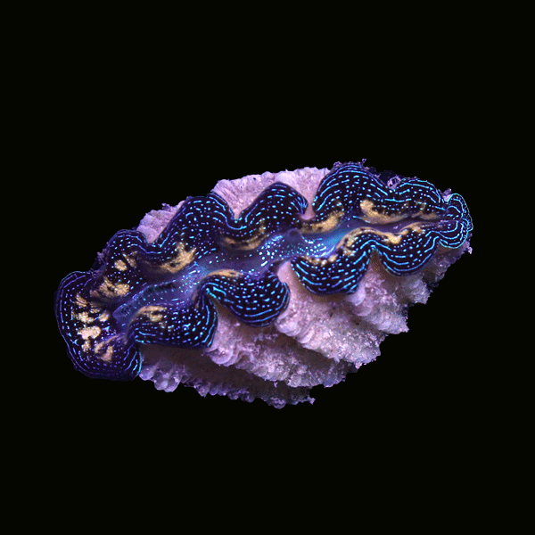 WYSIWYG cultured Crocea Clam 28