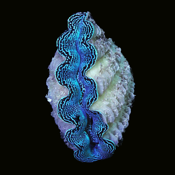 WYSIWYG cultured Crocea Clam 4