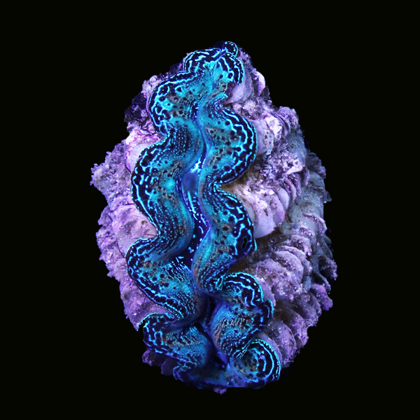 WYSIWYG cultured Crocea Clam 5