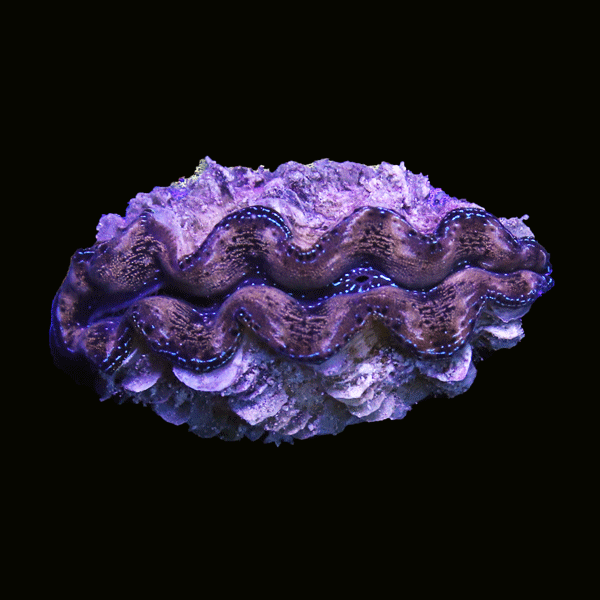 WYSIWYG cultured Crocea Clam 6