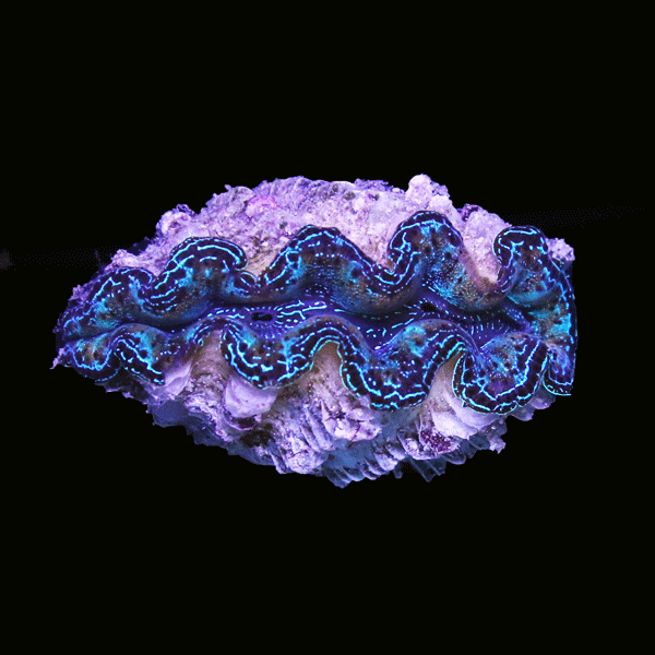 WYSIWYG cultured Crocea Clam 7