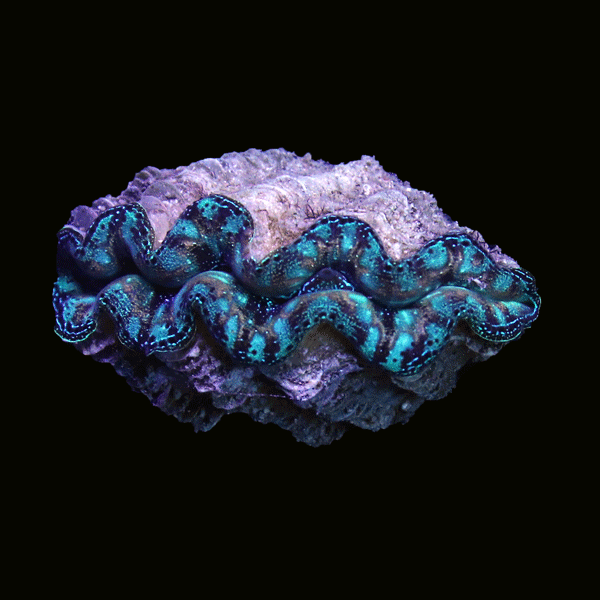 WYSIWYG cultured Crocea Clam 9