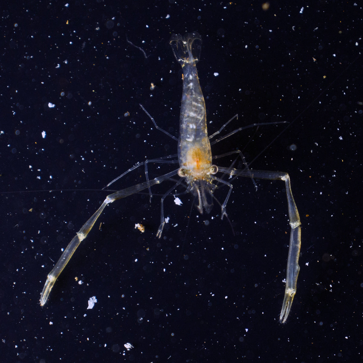 Long Arm Shrimp