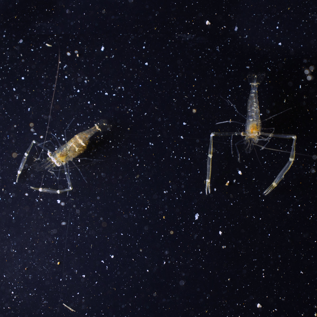 Long Arm Shrimp