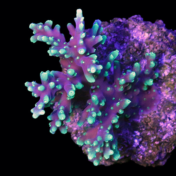 Biota Palau &quot;Firecracker&quot; Acropora Mini-colony Grade A