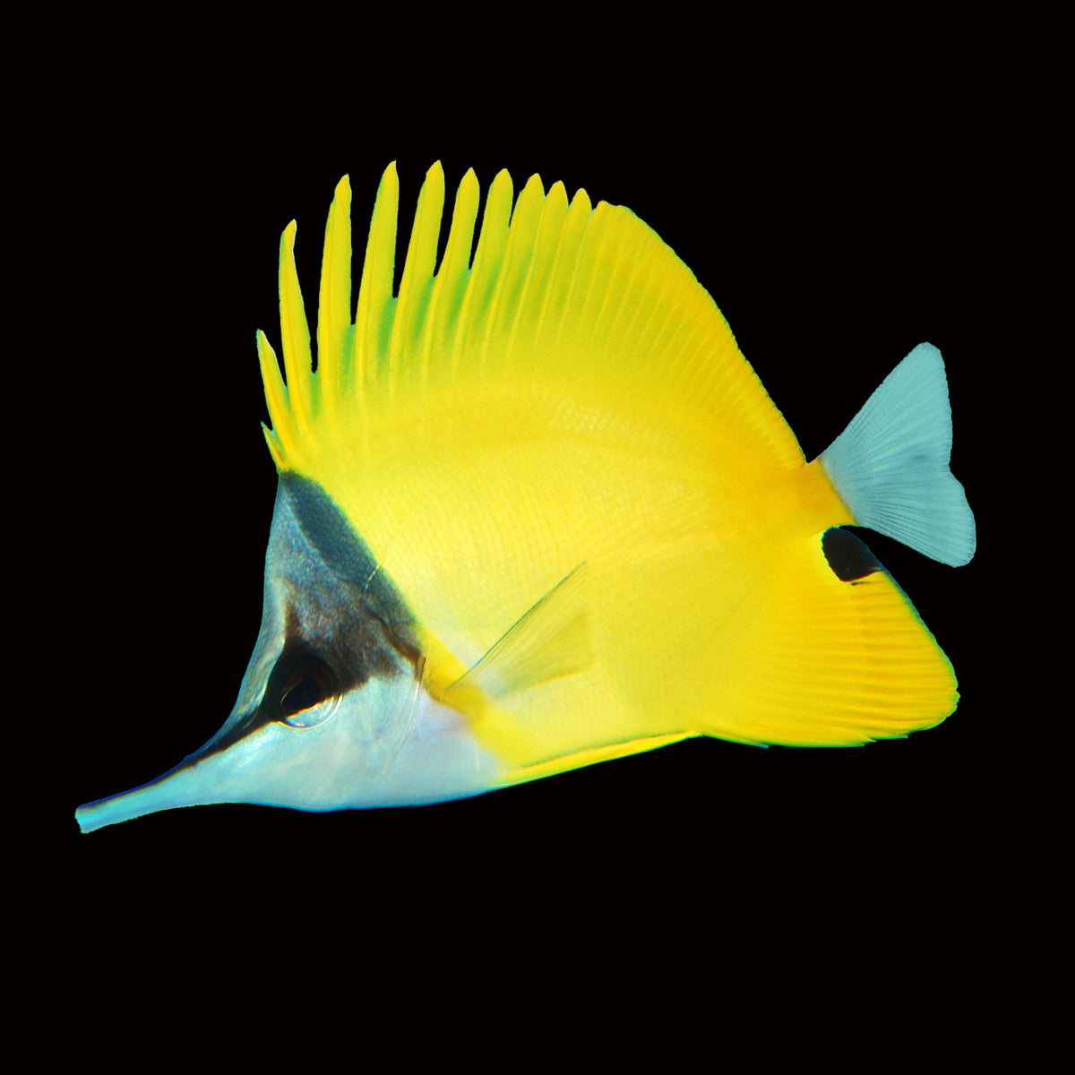 Longnose Butterflyfish
