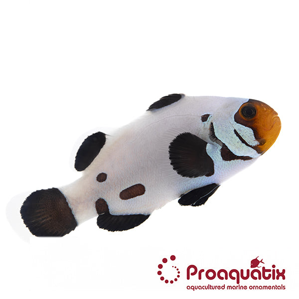 Dalmatian Clownfish Proaquatix (Friday Delivery)