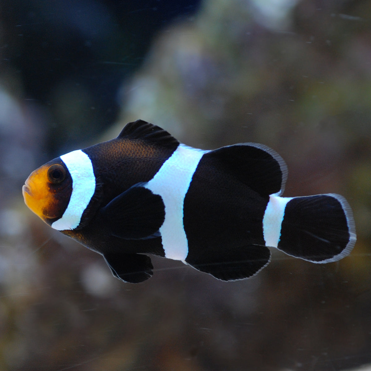 Black Darwin Ocellaris Clownfish Each - The Biota Group