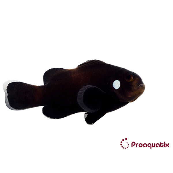 Domino Clownfish Proaquatix