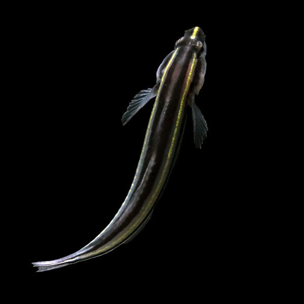 Barsnout Cleaner Goby