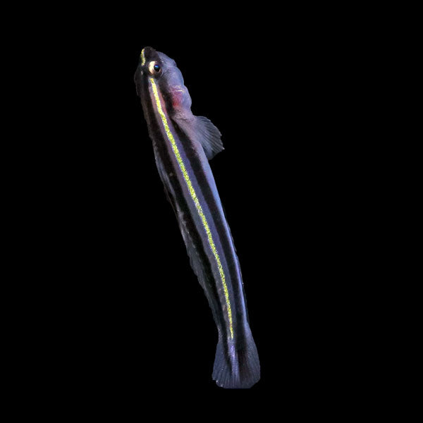 Barsnout Cleaner Goby