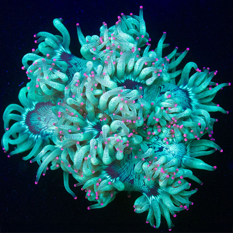 Cultured Elegance Coral