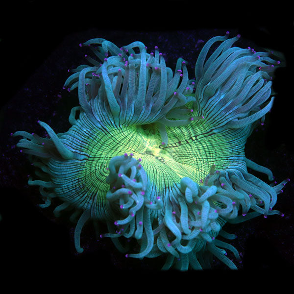 WYSIWYG cultured Elegance Coral 2