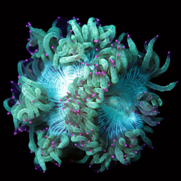 WYSIWYG cultured Elegance Coral 2