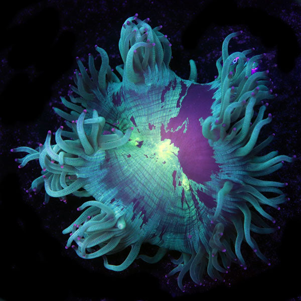 WYSIWYG cultured Elegance Coral 3