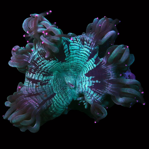 WYSIWYG cultured Elegance Coral 3
