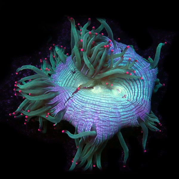 WYSIWYG cultured Elegance Coral 4