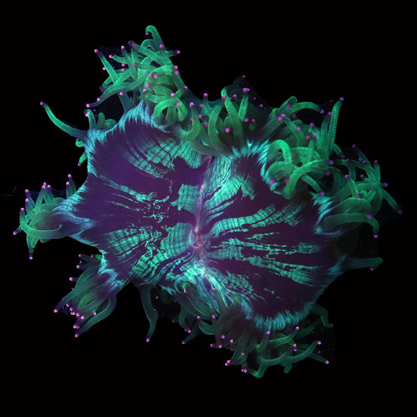 WYSIWYG cultured Elegance Coral 4