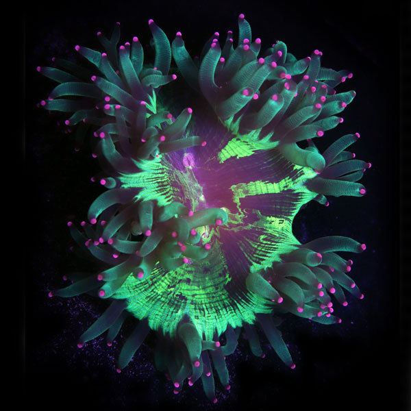 WYSIWYG cultured Elegance Coral 6