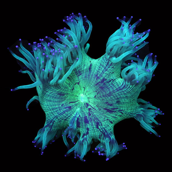WYSIWYG cultured Elegance Coral 6