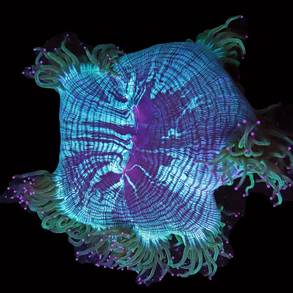 WYSIWYG cultured Elegance Coral 7