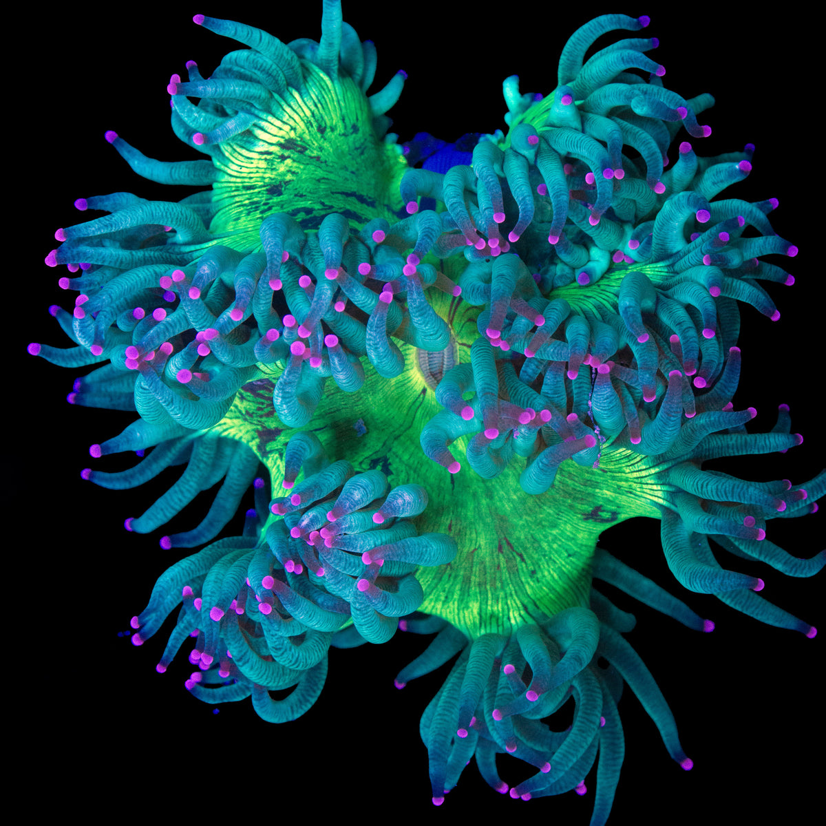 Cultured Elegance Coral