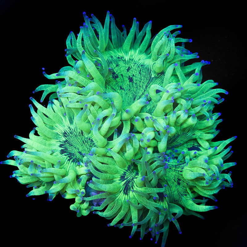 Cultured Elegance Coral