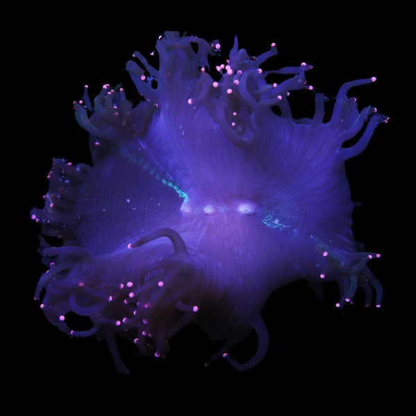 WYSIWYG cultured Elegance Coral 8