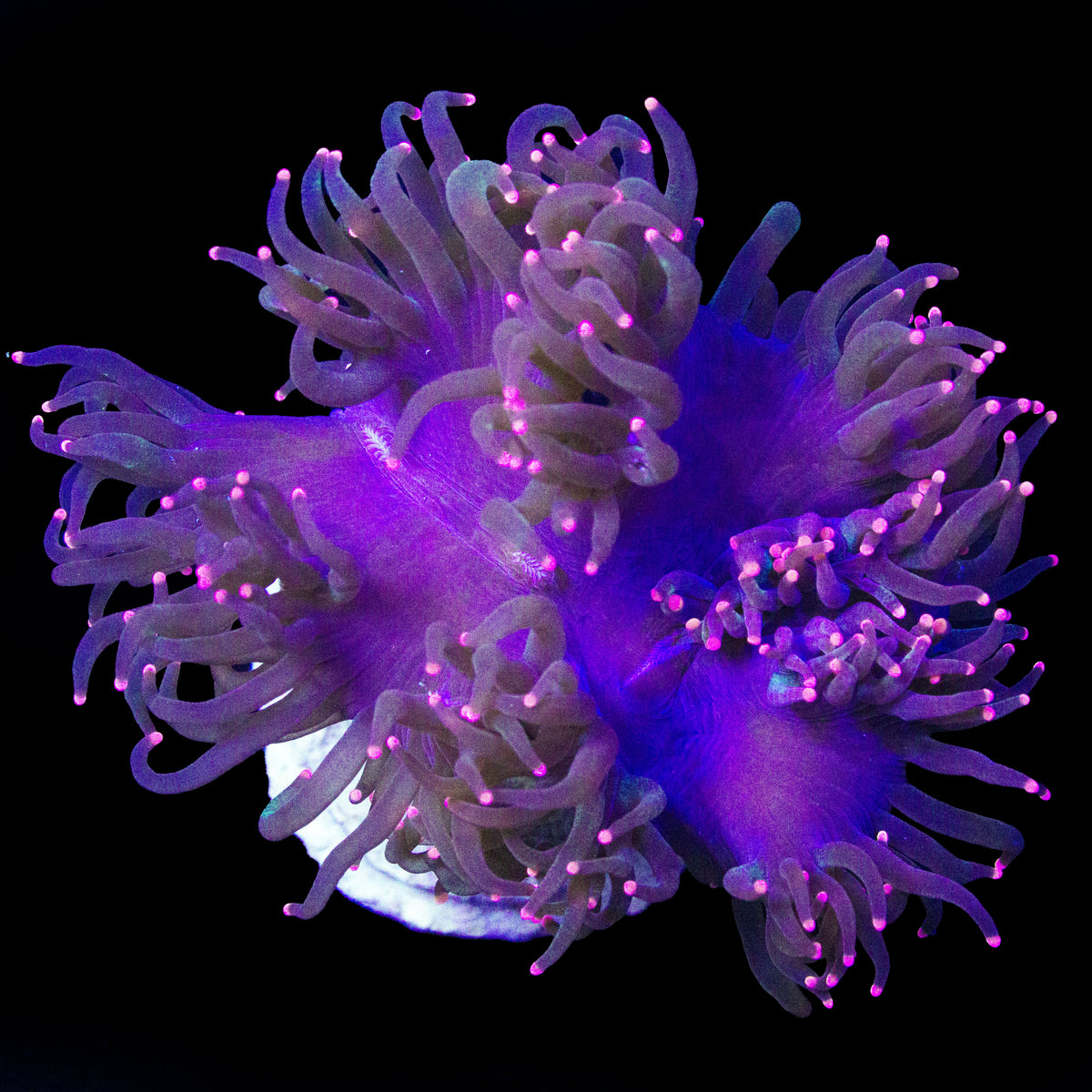 WYSIWYG cultured Elegance Coral