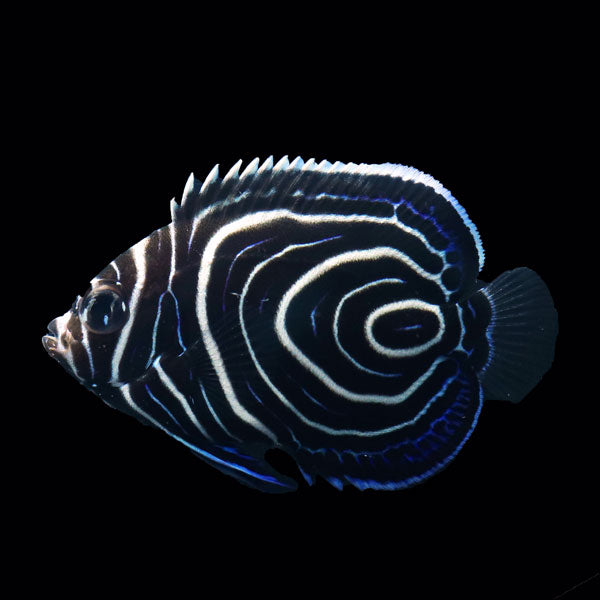 WYSIWYG Bali captive bred Emperor Angelfish 1