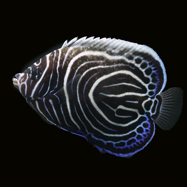 WYSIWYG Bali captive bred Emperor Angelfish 2