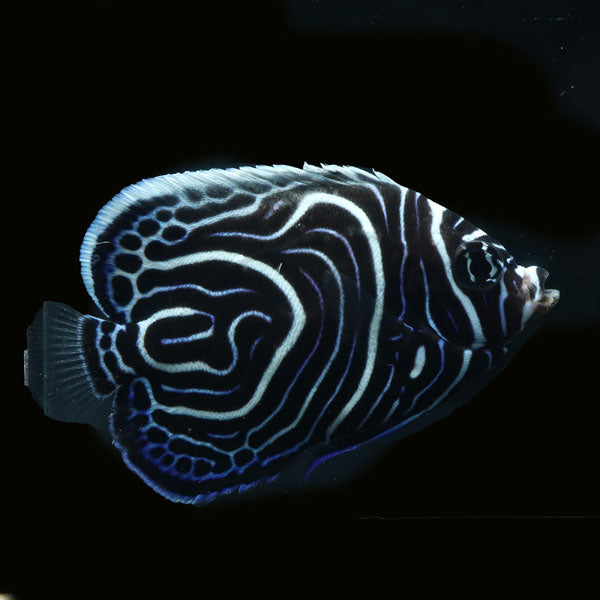 WYSIWYG Bali captive bred Emperor Angelfish 3