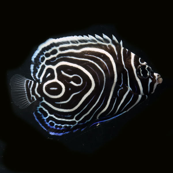 WYSIWYG Bali captive bred Emperor Angelfish 4