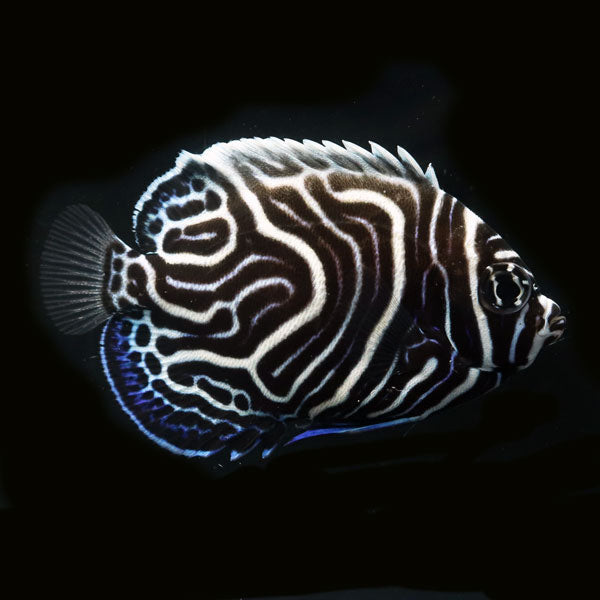 WYSIWYG Bali captive bred Emperor Angelfish 5