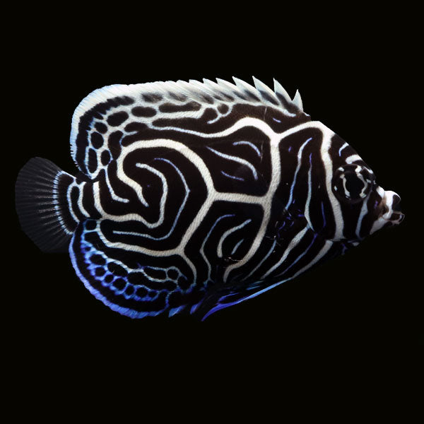 WYSIWYG Bali captive bred "Maze" Emperor Angelfish 6