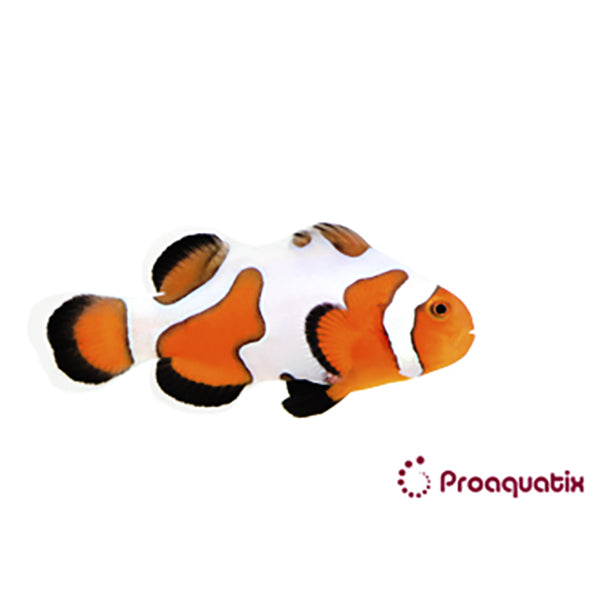 Extreme Gladiator Clownfish Proaquatix