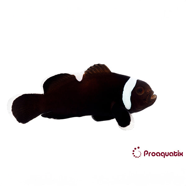 Extreme Misbar Black Clownfish Proaquatix