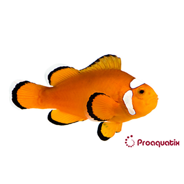 Extreme Misbar Clownfish Proaquatix