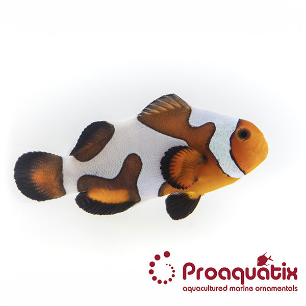 Extreme Mocha Gladiator Clownfish Proaquatix