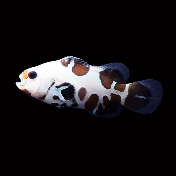 WYSIWYG Bali captive bred "FISH BONE" Black Storm Clownfish