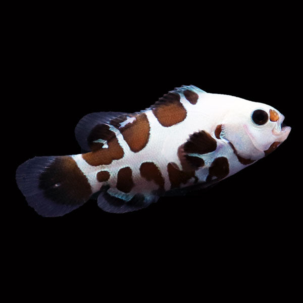 WYSIWYG Bali captive bred "FISH BONE" Black Storm Clownfish