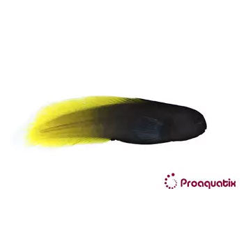 Flametail Blenny Proaquatix (Friday Delivery)