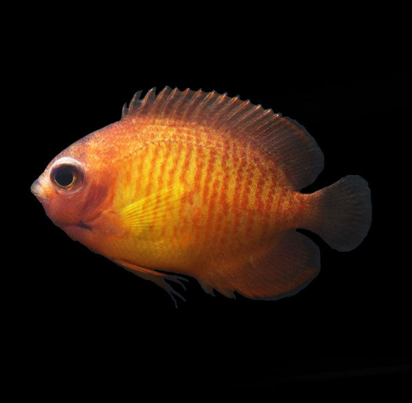 WYSIWYG captive bred "Flaming Beauty" Aberrant Coral Beauty Angelfish