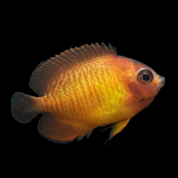 WYSIWYG captive bred "Flaming Beauty" Aberrant Coral Beauty Angelfish