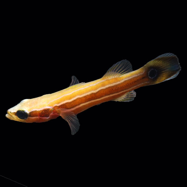 WYSIWYG Biota captive bred Flathead Perch