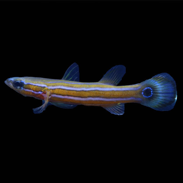 WYSIWYG Biota captive bred Flathead Perch 2