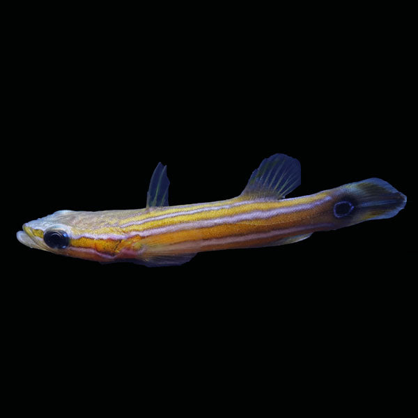 WYSIWYG Biota captive bred Flathead Perch
